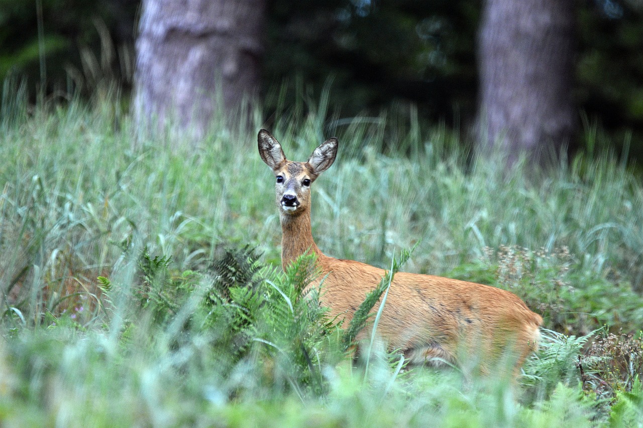 deer, sarna, animal