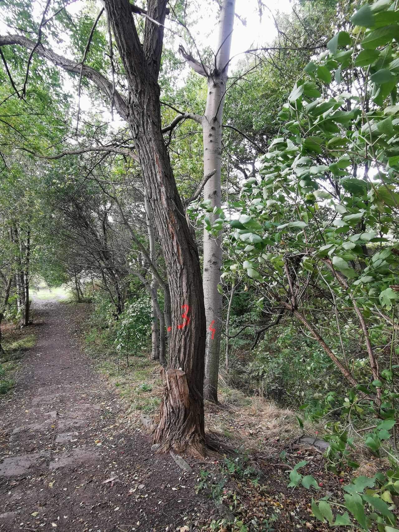 Aktywiści apelują do prezydenta Katowic: STOP dewastacji przyrody w Dolinie Pięciu Stawów