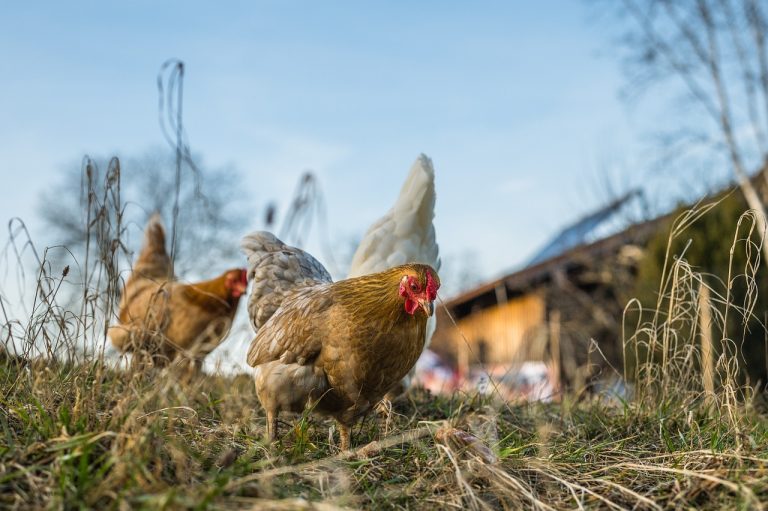 chickens, hens, nature