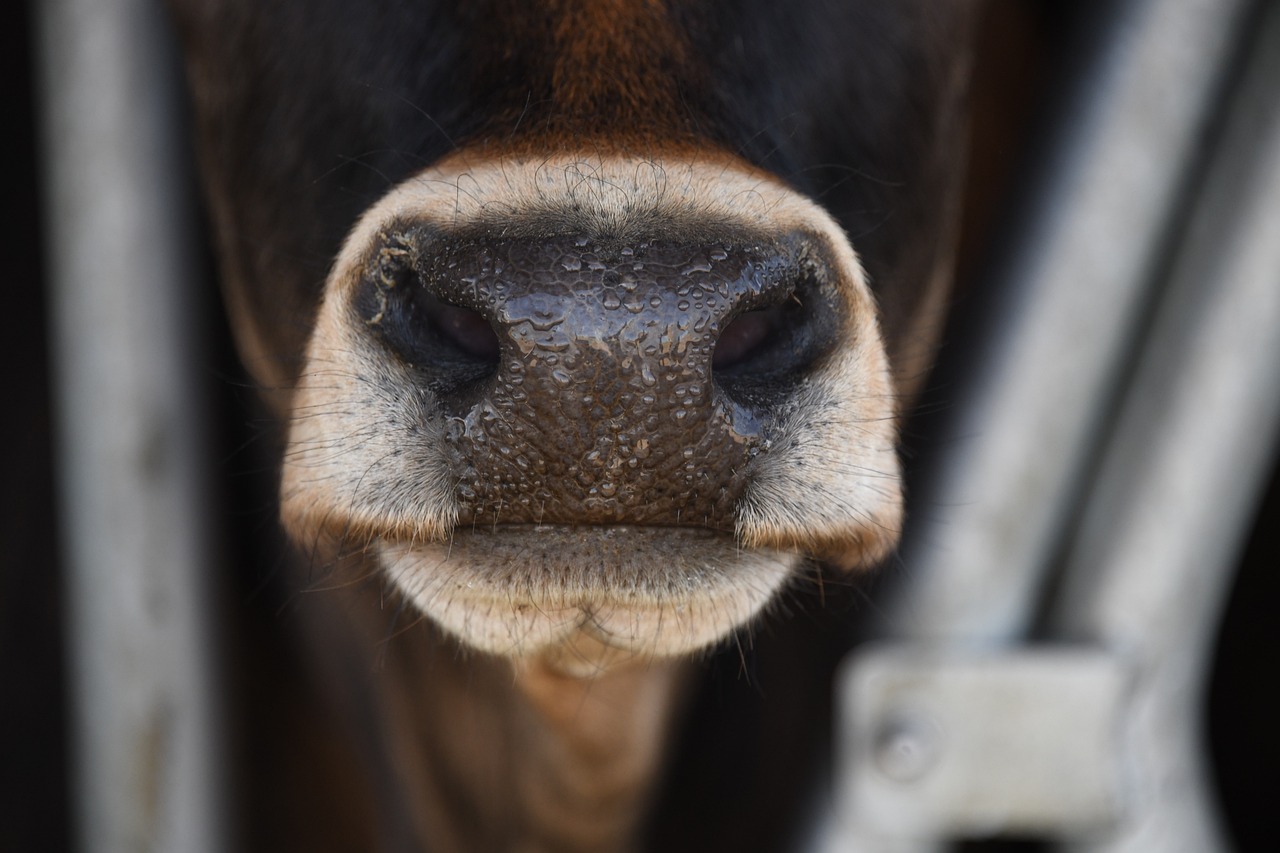 cow, farm, barnyard