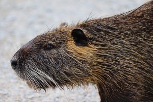 nutria, coypu, rodent