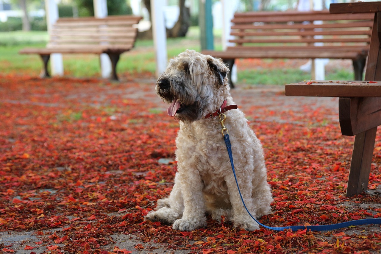dog, park, pet, canine, nature, animal, autumn