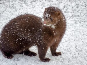 mink, animal, snow, winter, fur, wildlife, wild, nature, mink, mink, mink, mink, mink