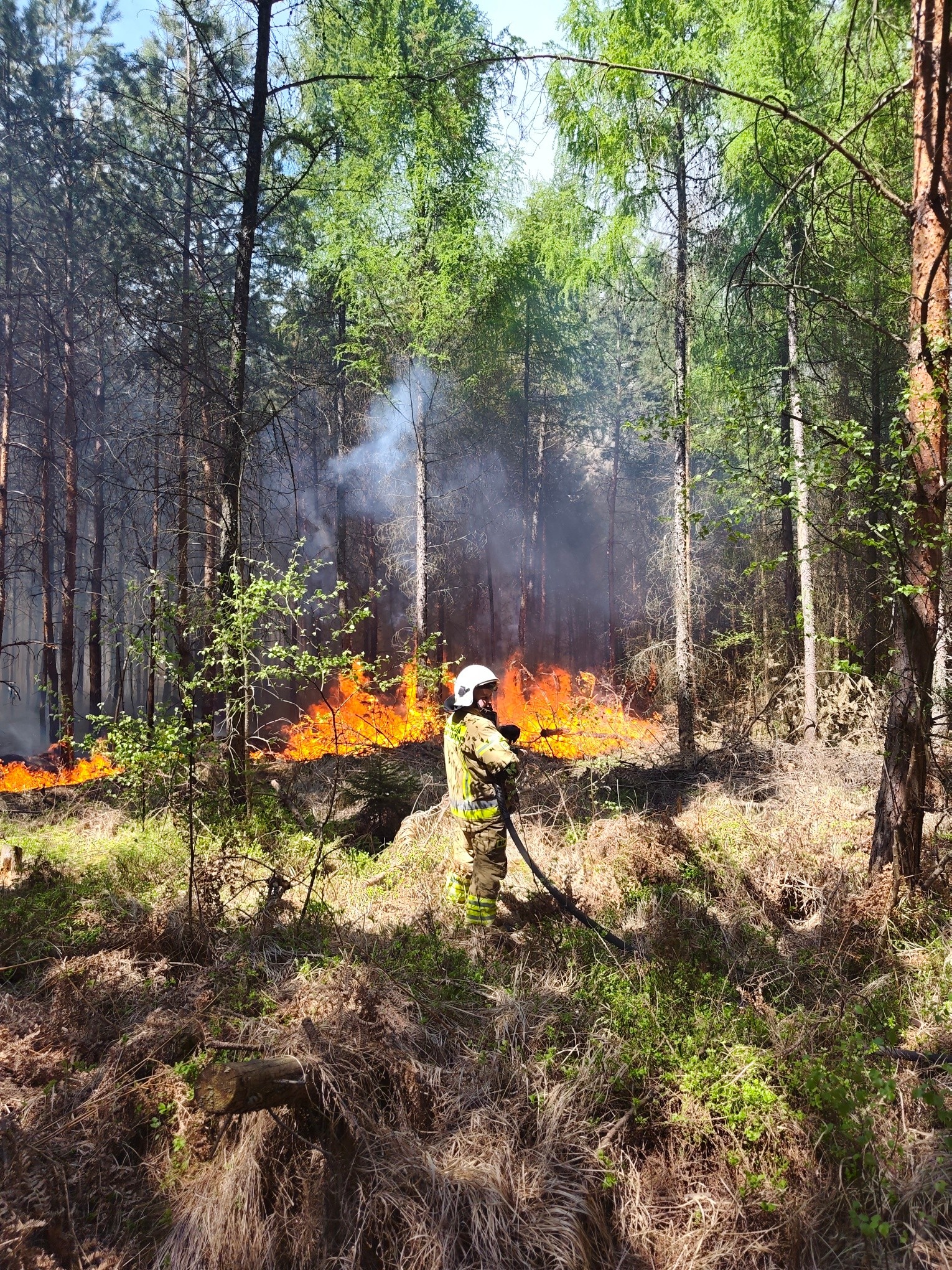 Przymrozki, susza i duże zagrożenie pożarowe w lasach na terenie całego kraju